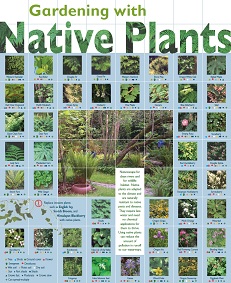 Native Plants poster.jpg
