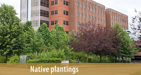 Native Plantings