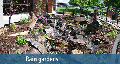 Rain Gardens