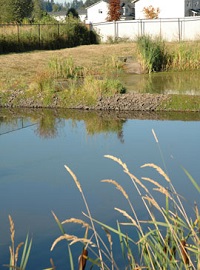 Wetpond 