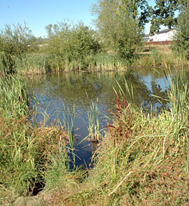 Wet pond