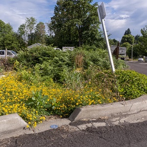 A bioretention cell before maintenance with weeds and sediment. 