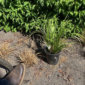 Shovel digging into a bioretention cell to replace a dead plant.