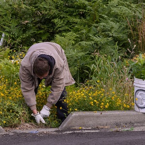 Person pulling weeds in a bioretention cell. 