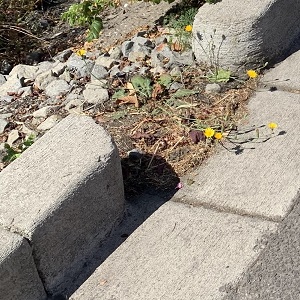 sediment and vegetation blocking a curb cut