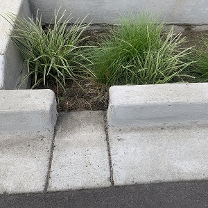 Curb cut that is part of a bioretention cell. 