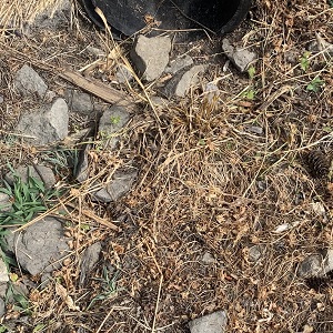 riprap before maintenance covered in sediment and vegetation