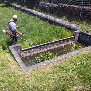 maintaining vegetation around sediment trap with weed eater