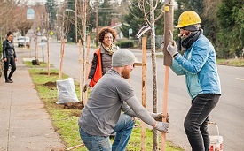 street tree planting