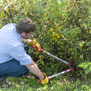 Man cutting tree with pruners in stormwater pond.
