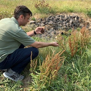 Man identifying weeds in a stormwater facility.