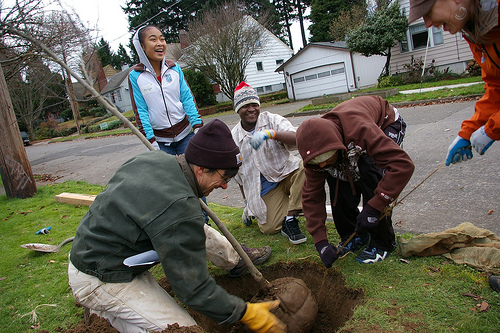 People planting a street tree. 